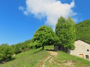 In LINZONE (1392 m) da Roncola il 9 maggio 2026 in solitaria ma incontrando tanti amici-FOTOGALLERY